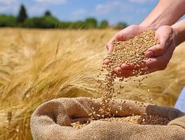 گندمکاران بخوانند/ مطالبات تا این تاریخ تسویه می شود + جزئیات