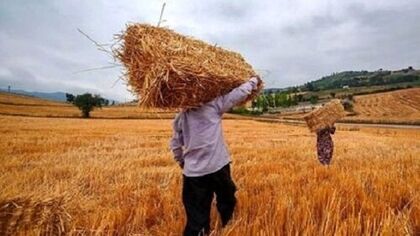 خبر خوش برای گندمکاران / تاریخ پرداخت مطالبات معوق اعلام شد