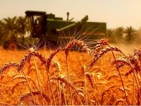 قیمت خرید تضمینی گندم اعلام شد؟/ هشدار برای آینده تولید گندم