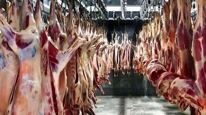 قیمت دام کاهشی شد؛ گوشت قرمز چرا همچنان گران است؟
